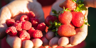 Frutos rojos