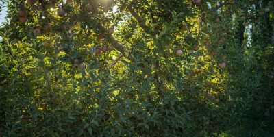 Árbol con manzanas