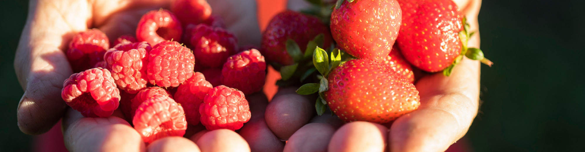 Frutos rojos