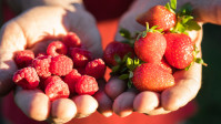 Frutos rojos