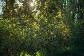 Árbol con manzanas